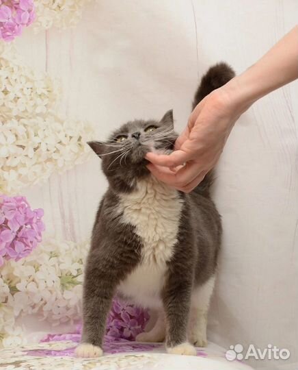 Кошка молодая