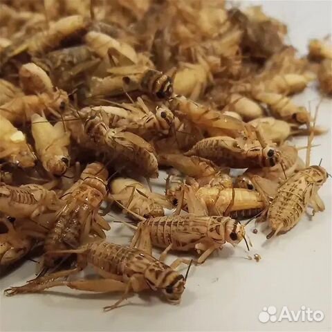 Кормовые насекомые в розницу и опт