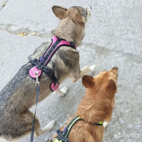 Индивидуальные занятия по дрессировке собак