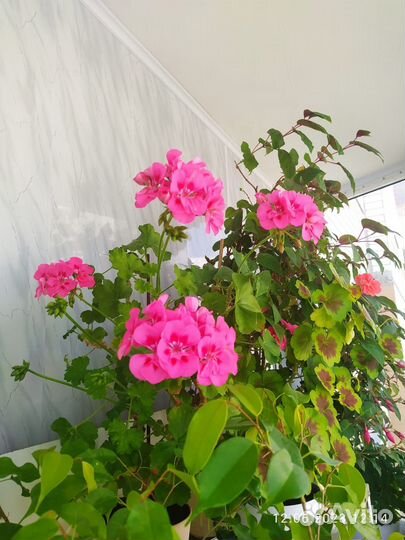 Комнатные цветы герань и золотой ус