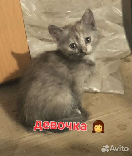 Котята в добрые руки бесплатно