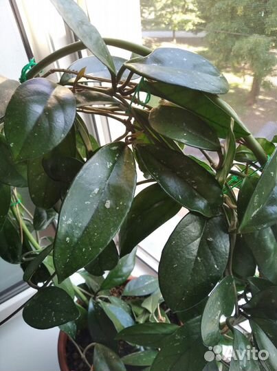 Хойя - восковой плющ