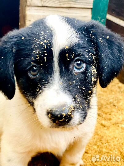 Щенки ищут дом