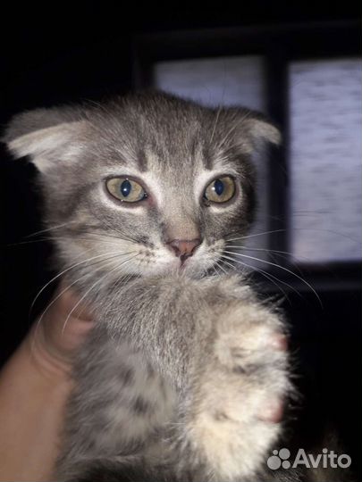 Котята отдам в добрые руки бесплатно