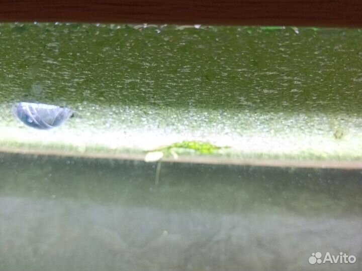 Отдам бесплатно,зелень в аквариум