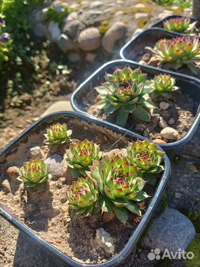 Молодило каменная роза