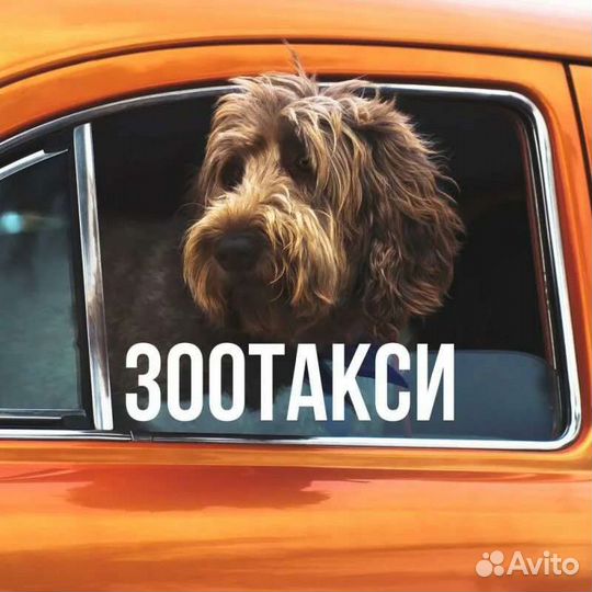 Зоотакси,перевозка животных,доставка корма