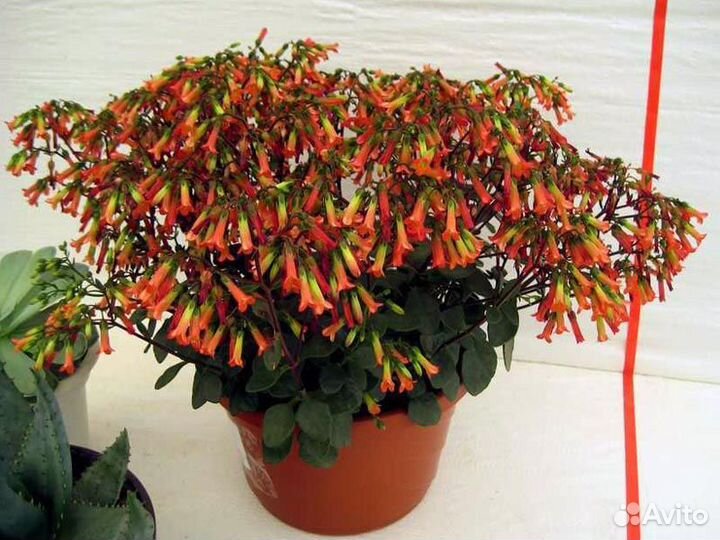 Каланхоэ ампельное, красулы 2 сорта. Кокино