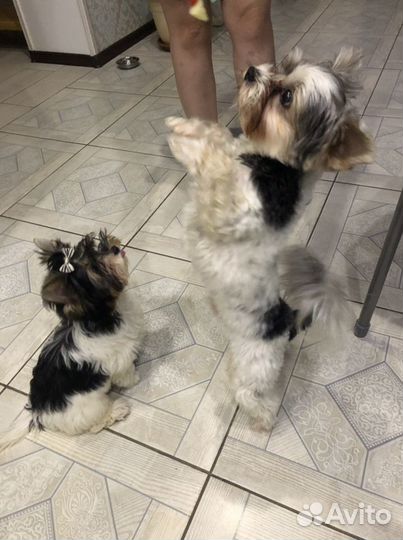 Бивер вязка