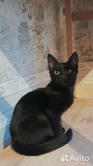 Черный котенок мальчик 3 месяца