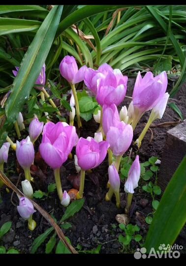 Луковицы безвременника