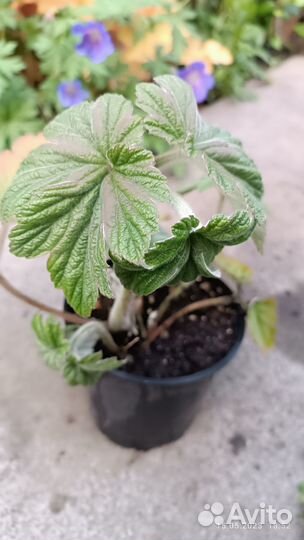 Анемона японская