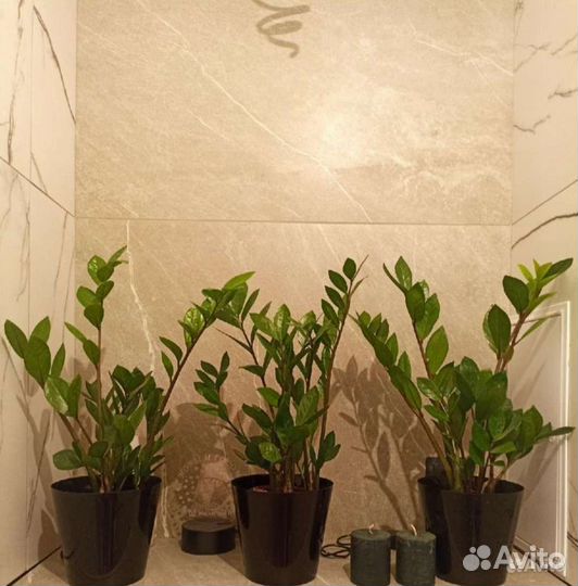 Зомиокулькас