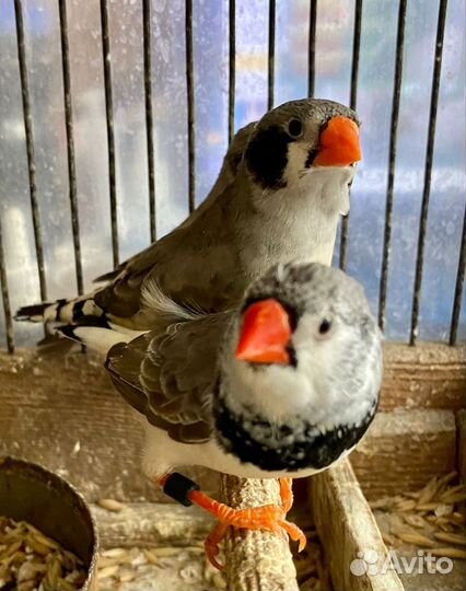 Зебровые амадины