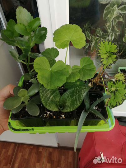 Набор комнатных растений