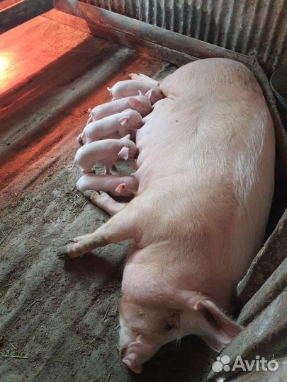 Поросята ландрас с крупной белой