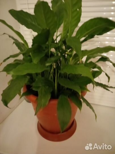 Спатефиллум