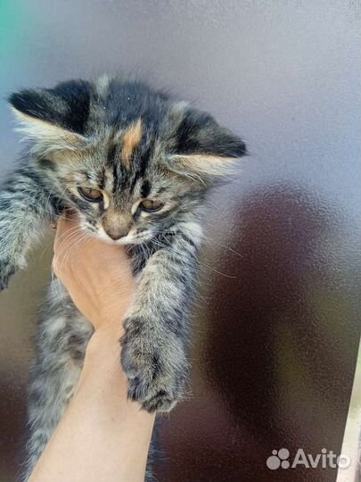 Котята полубританские