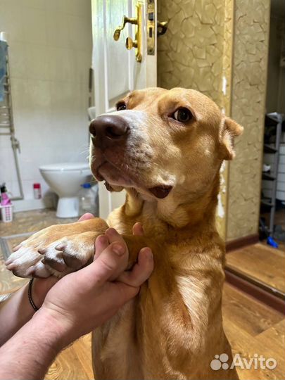 Ветеринарный врач. Выезд на дом