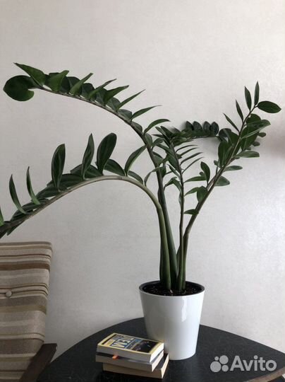 Земиокулькас долларовое дерево