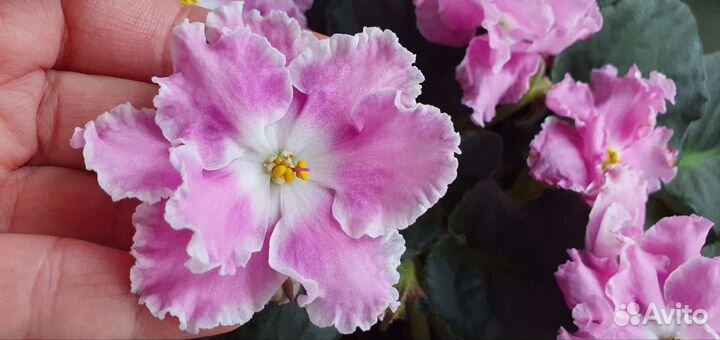 Фиалка сортовая (лист)