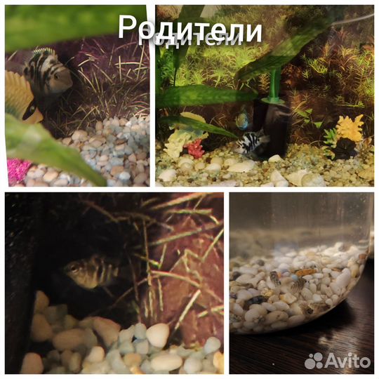 Украшение для аквариума