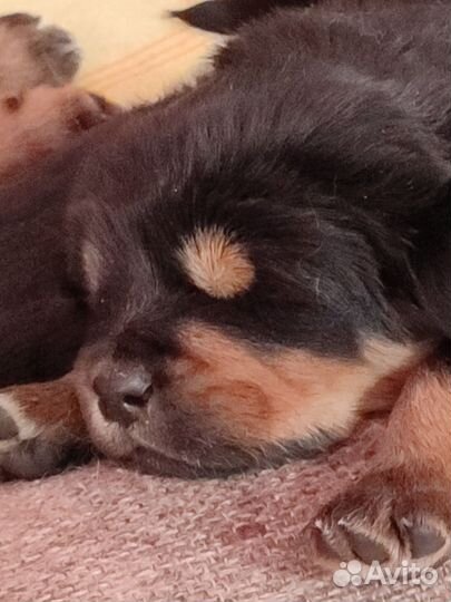 Тибетский мастиф