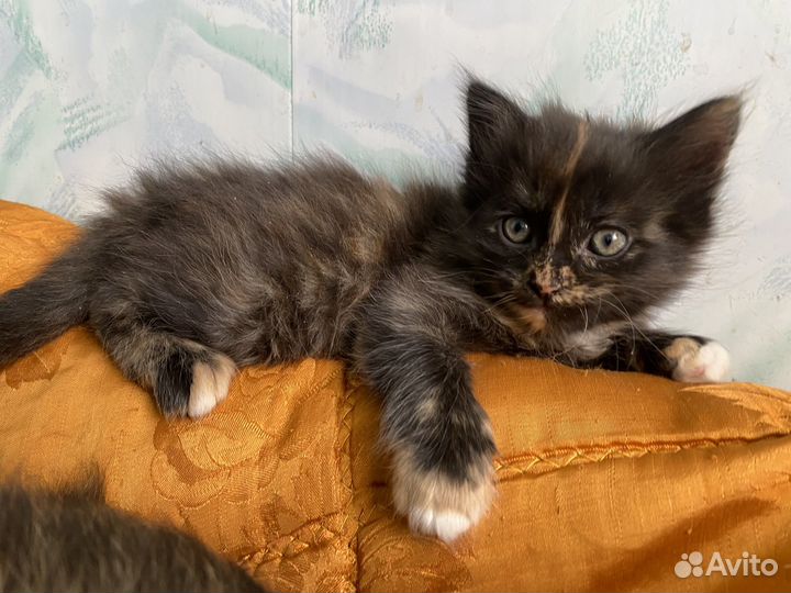 Котенок- девочка