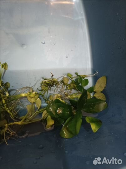 Аквариумные растения анубиас