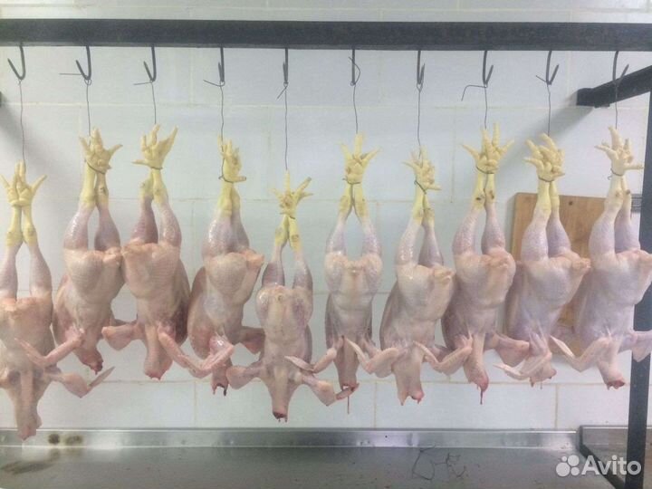 Мясо бройлера, кура - цыплята корнишон