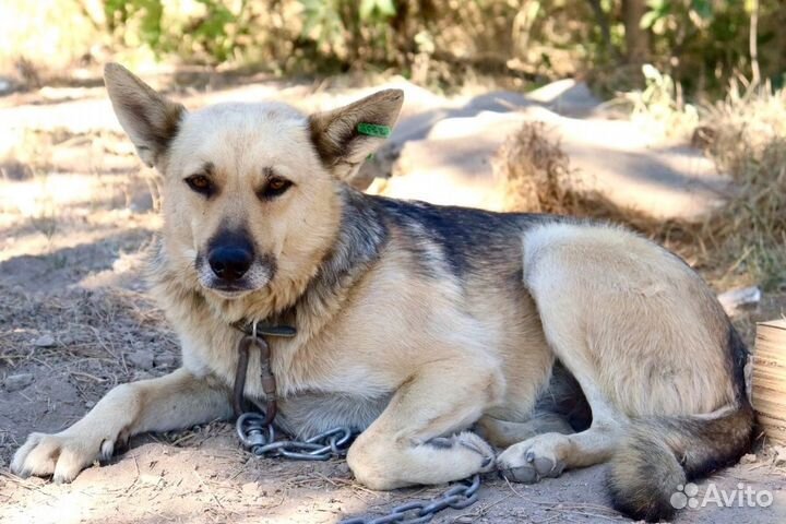 Мухтар в добрые руки