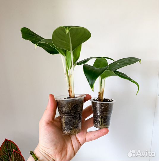 Комнатные растения 1 часть