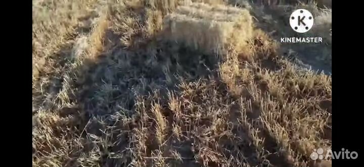 Солома в тюках ячмень