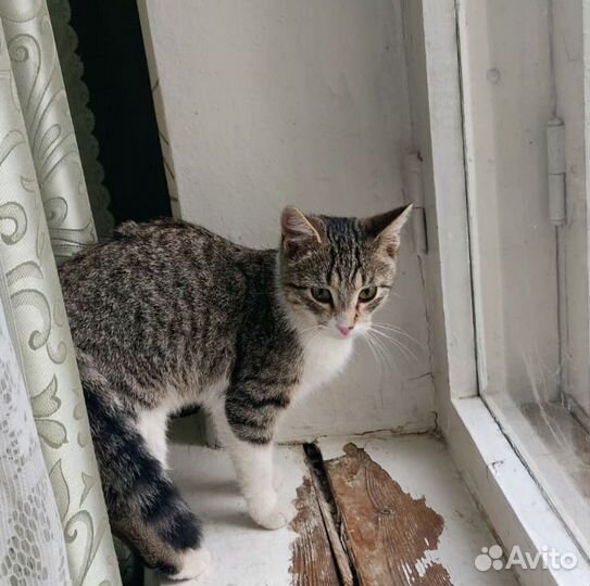 В добрые руки