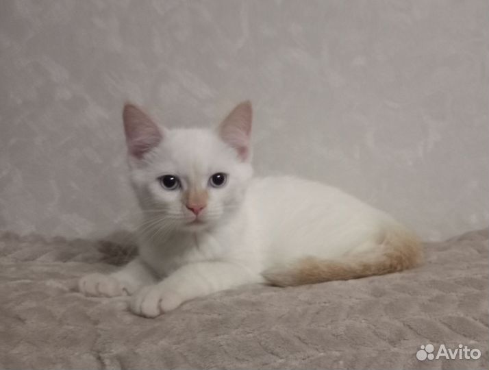 Котёнок мальчик