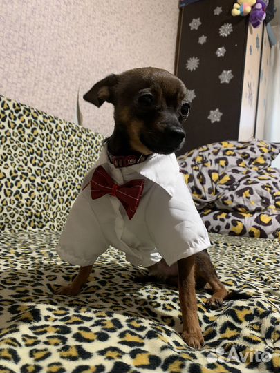 Мини той терьер вязка