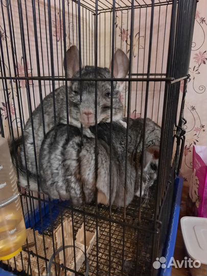 Шиншилла с клеткой