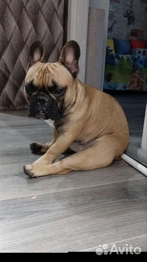 Французский бульдог кабель вязка