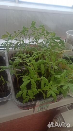 Рассада помидор