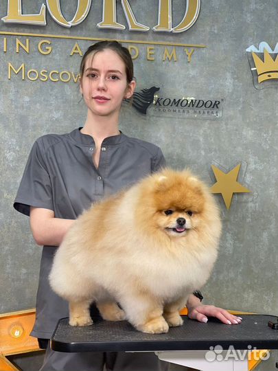 Грумер.Стрижка, экспресс линька собак