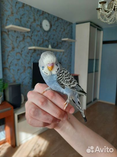 Выставочный попугай чех