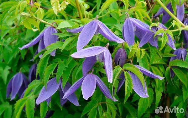 Саженцы клематисов (княжиков)