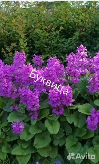 Многолетние цветы для сада