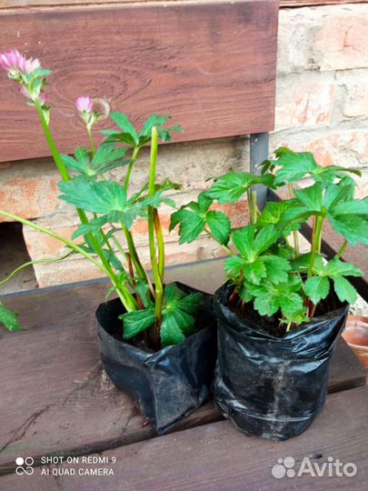 Астранция,многолетние цветы для сада