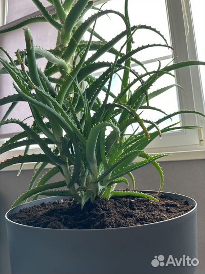 Алоэ лечебный