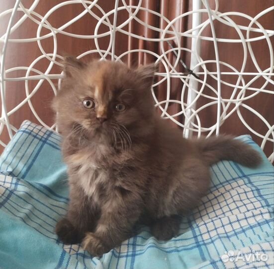 Британочка