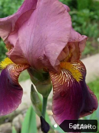Ирисы бородатые