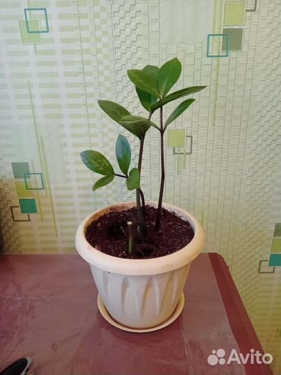 Замиокулькас