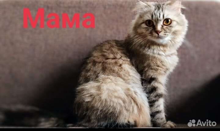 Британские вислоухие котята