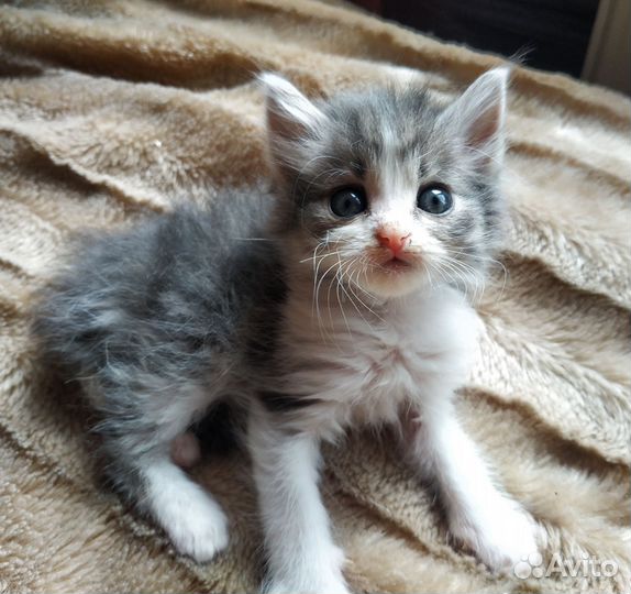 Котенок в добрые руки